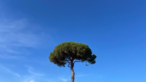 Free A solitary pine tree stands tall against a vast, clear blue sky, symbolizing solitude and tranquility. Stock Photo