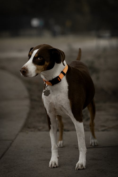 개, 개 목걸이, 동물의 무료 스톡 사진