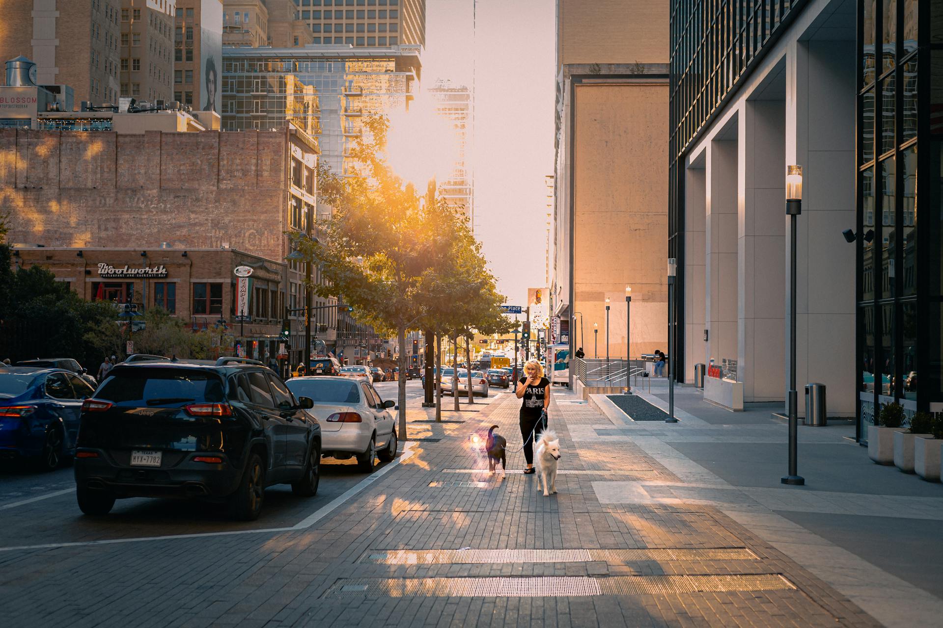 A Woman Walking Her Pet Dogs on a Sidewalk