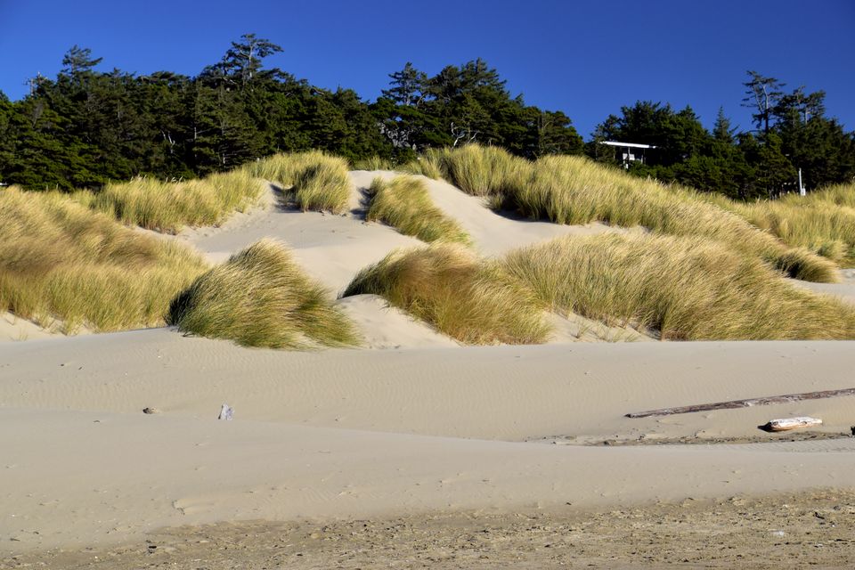Explore scenic sand dunes and lush grasses at the beach in Florence, Oregon.