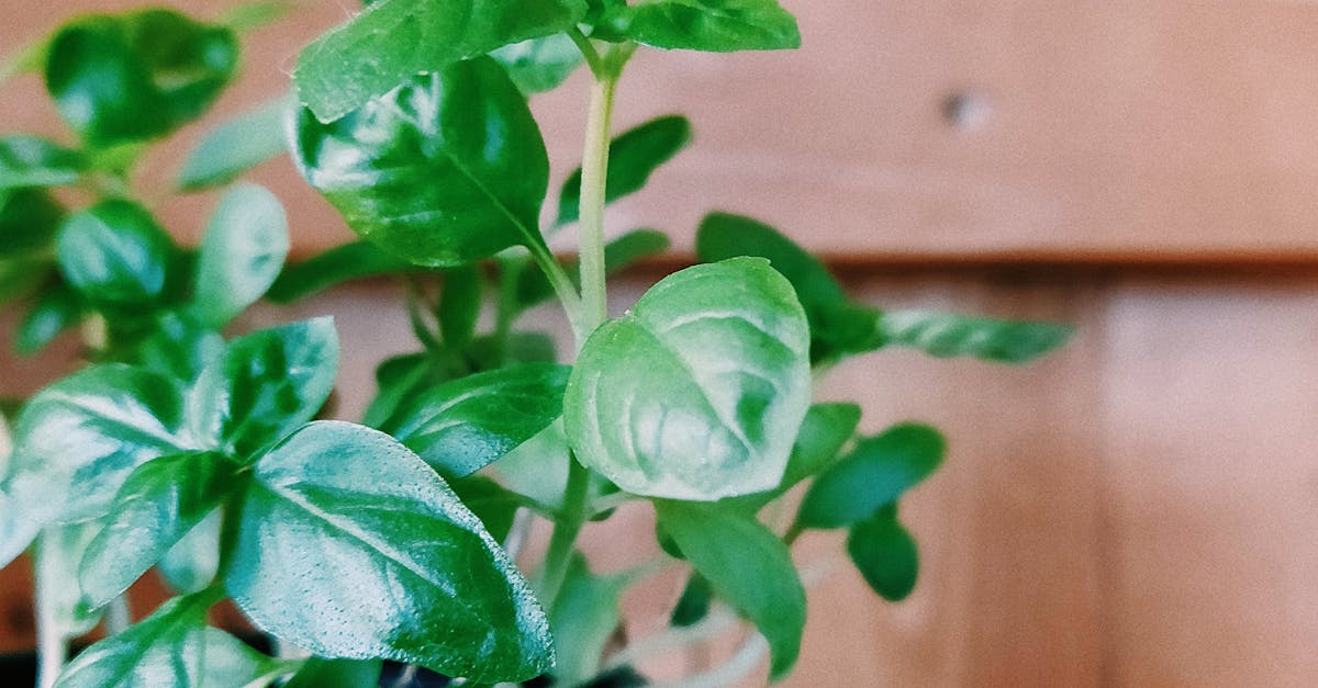 How to trim basil plant for pesto