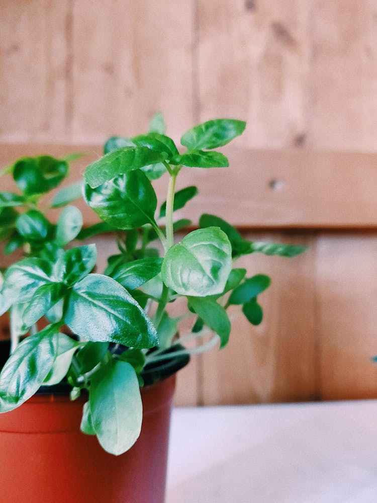 Close-Up Photo Of Plant On Pot