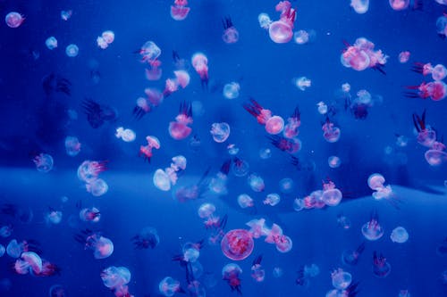 Pink and White Jellyfish in Water