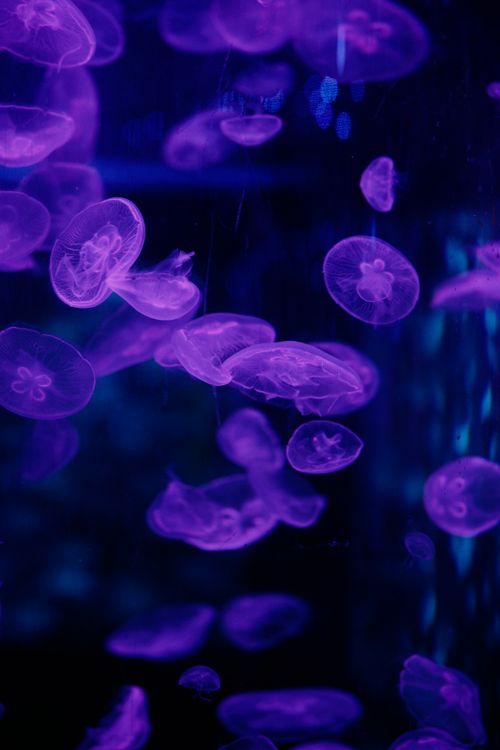 Free Close-up of glowing purple jellyfish floating in the deep ocean's mysterious ambiance. Stock Photo