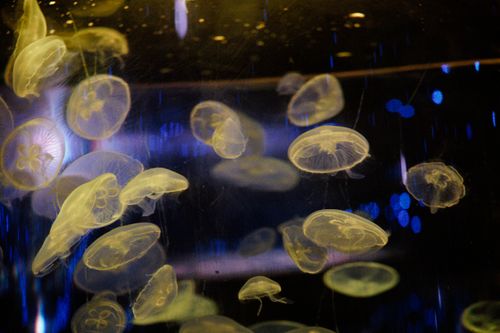 Free Mesmerizing jellyfish float gracefully in a dimly lit aquarium setting. Stock Photo