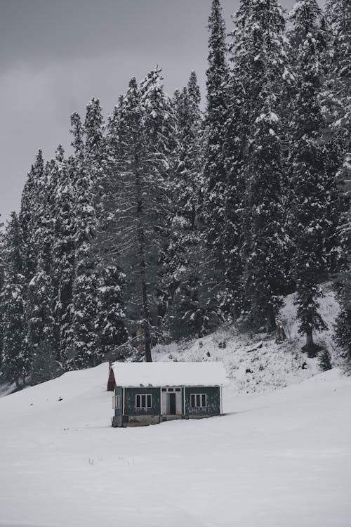 Photos gratuites de arbres, cabane, cabine