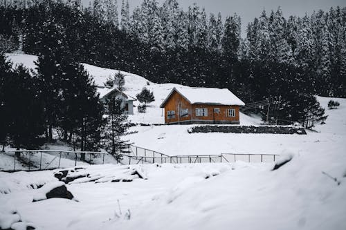 Immagine gratuita di alberi sempreverdi, capanna di tronchi, casa