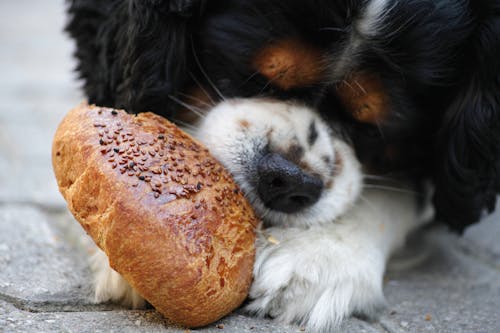 Tricolor Cavalier King Charles Spaniel Puppy Eating Bread