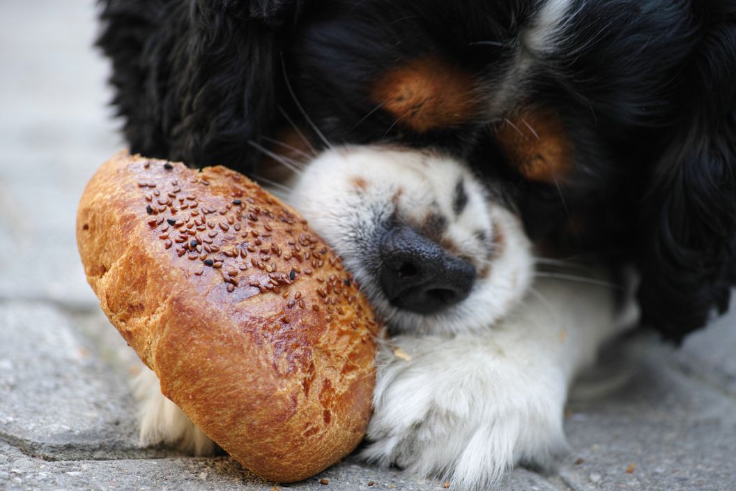 Cavalier King Charles Spaniel Feeding Chart Guide