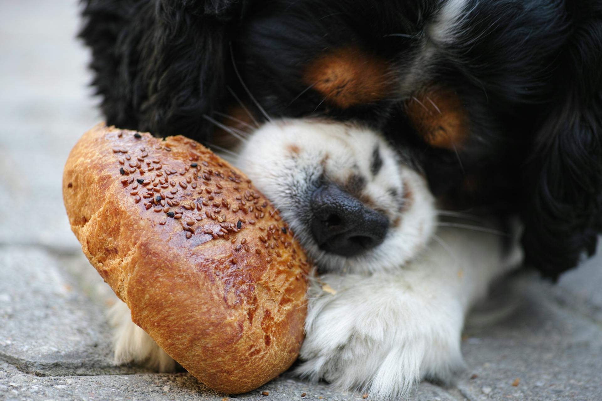 Tricolor Cavalier King Charles Spaniel Puppy Eating Bread