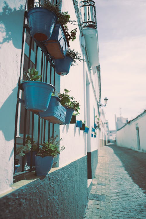 View of Potted Plants Hanging on a Building Exterior 