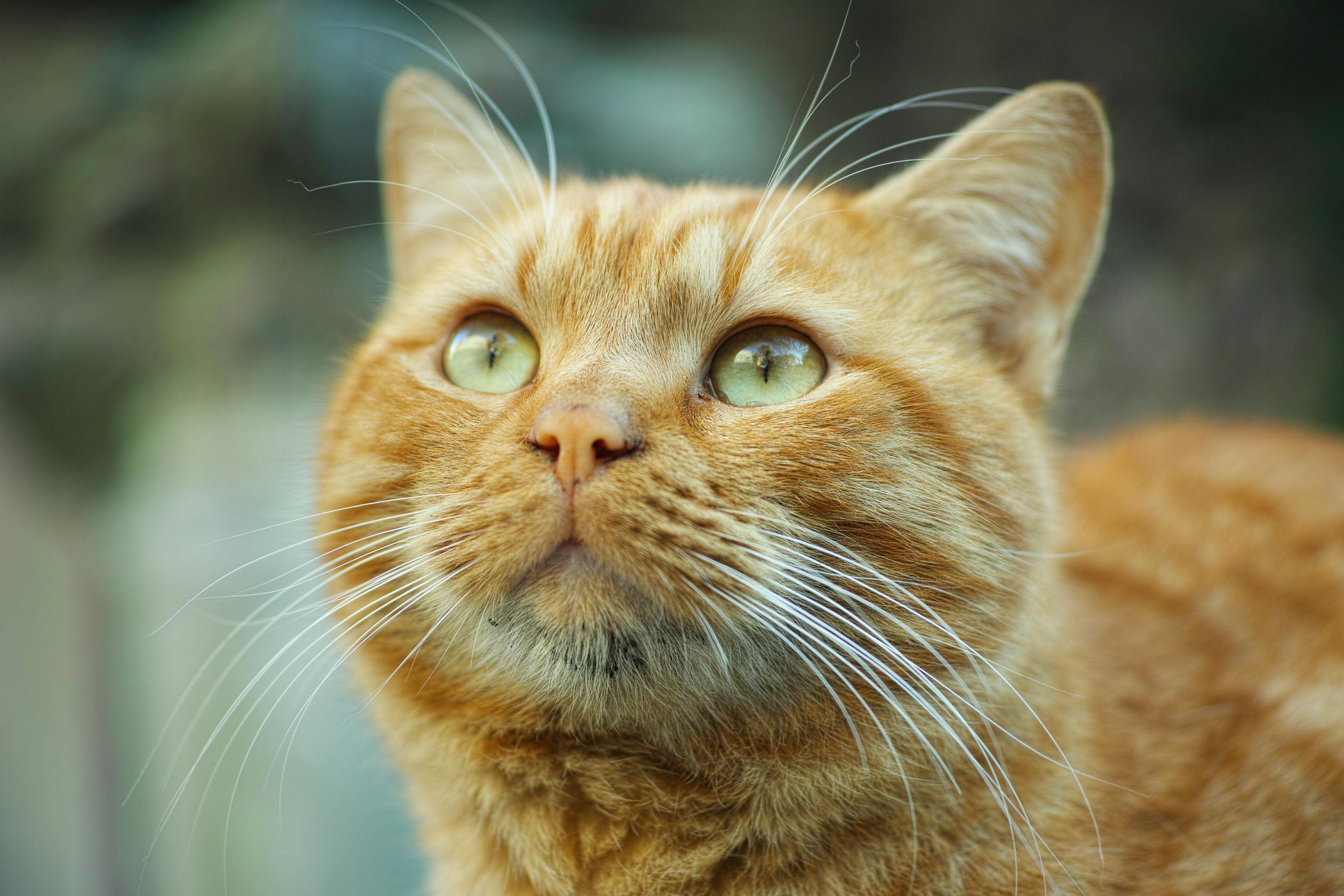 Selective Focus Photography Orange Tabby Cat Looking Up · Free Stock Photo