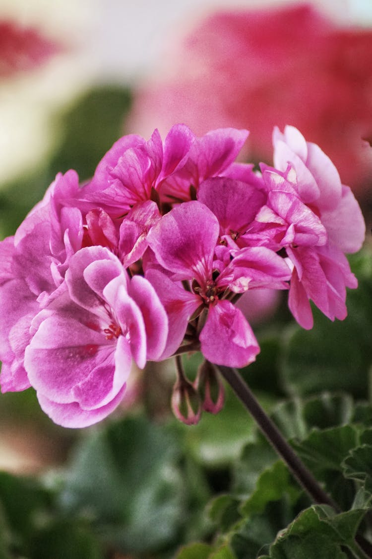 Blooming Pink Rose Geranium Plant