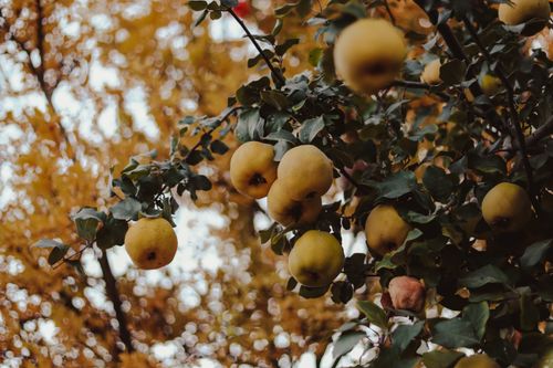 Free Ripe golden apples on a tree with vibrant autumn foliage in the background. Stock Photo