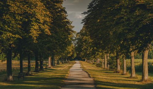 Free Peaceful tree-lined path in Styria, Austria, surrounded by greenery and shadows. Stock Photo