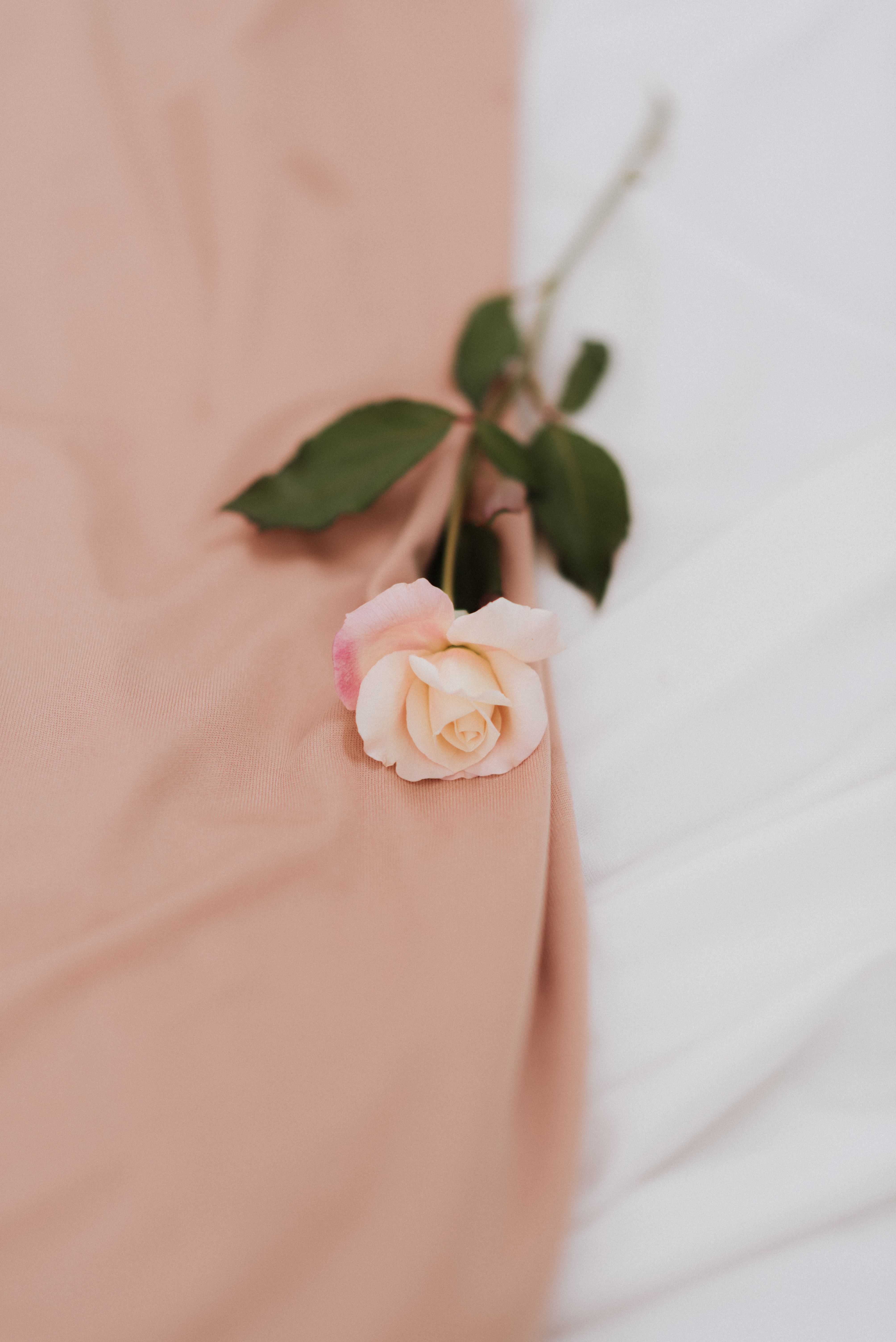 Delicate pink rose resting on a soft pastel fabric, ideal for romantic or serene design projects.