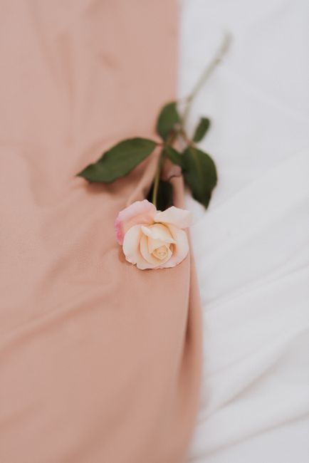 Delicate pink rose resting on a soft pastel fabric, ideal for romantic or serene design projects.