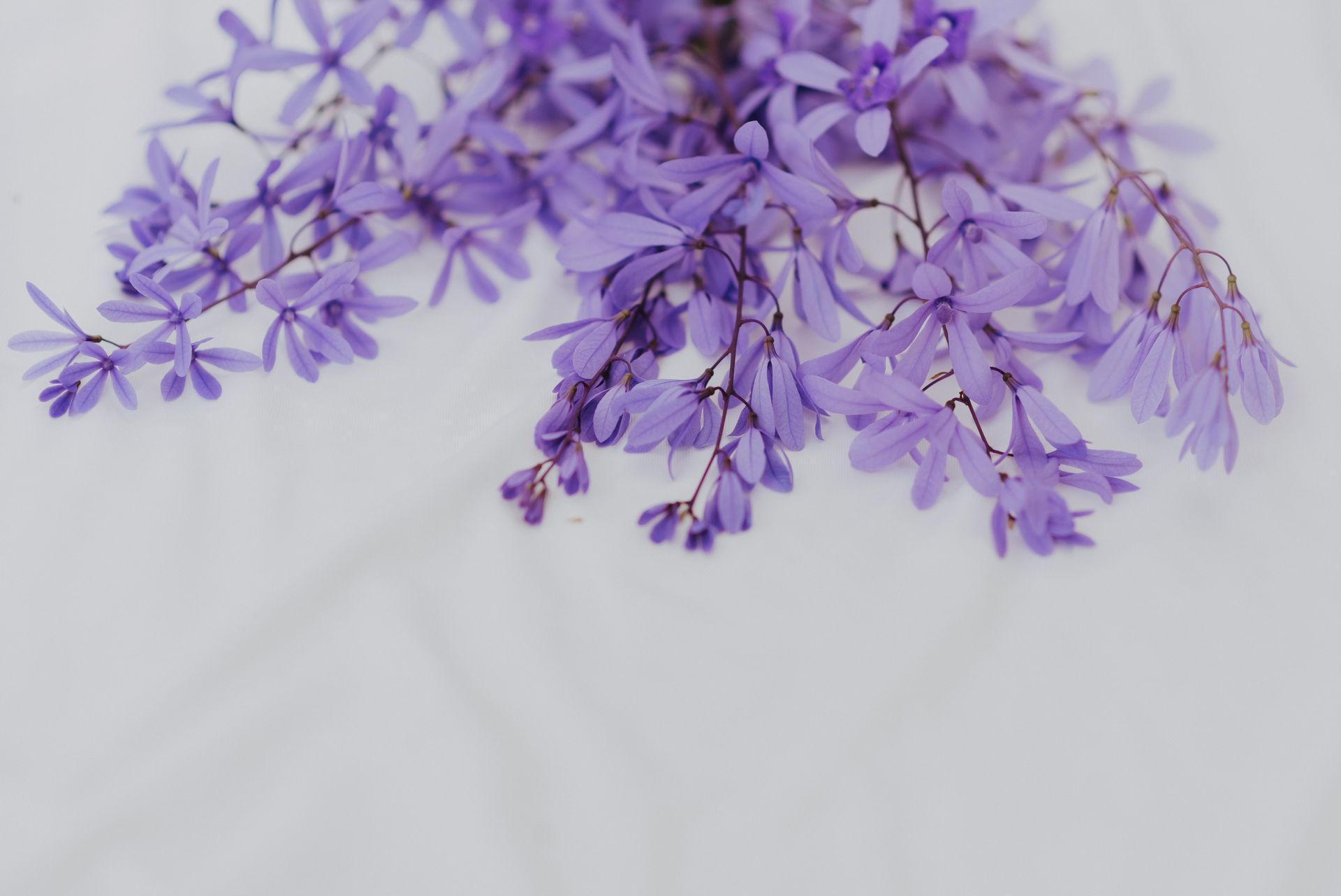 Delicate cluster of purple wisteria flowers lying on a white surface.