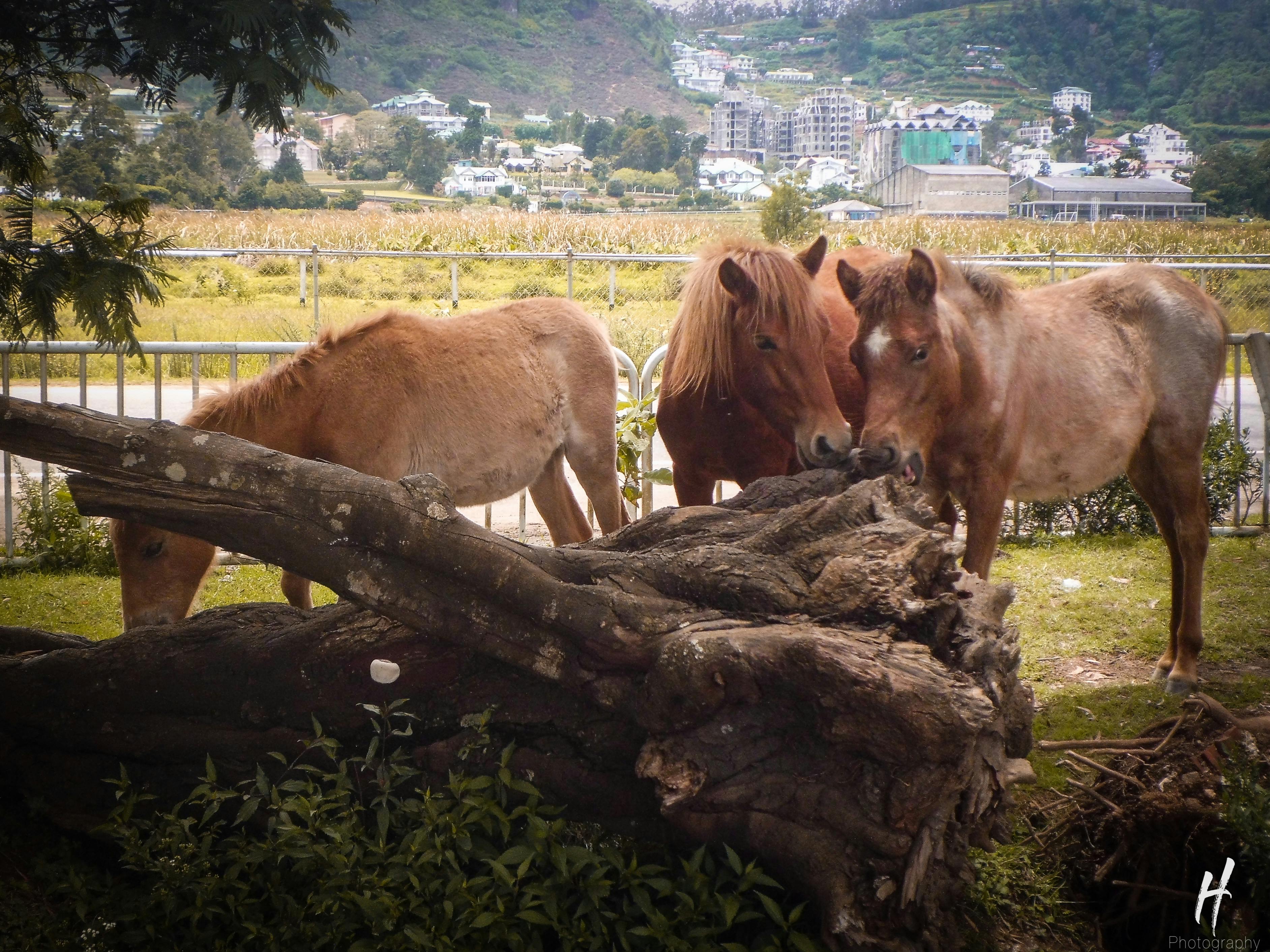 A bowl of Greek yogurt topped with berries, oats, and seeds on a light table
