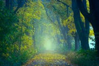 秋叶繁茂的森林小路上云雾缭绕，营造出一种宁静的氛围