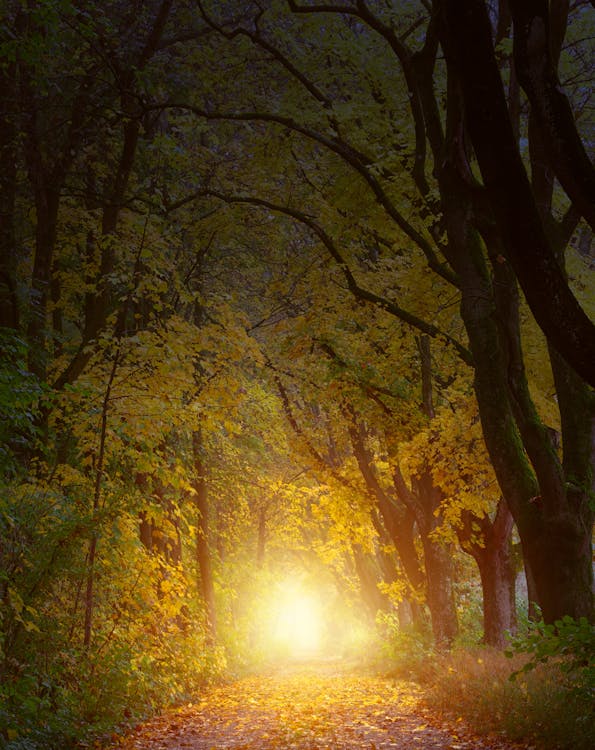 树木之间清晰通路的选择性聚焦照片