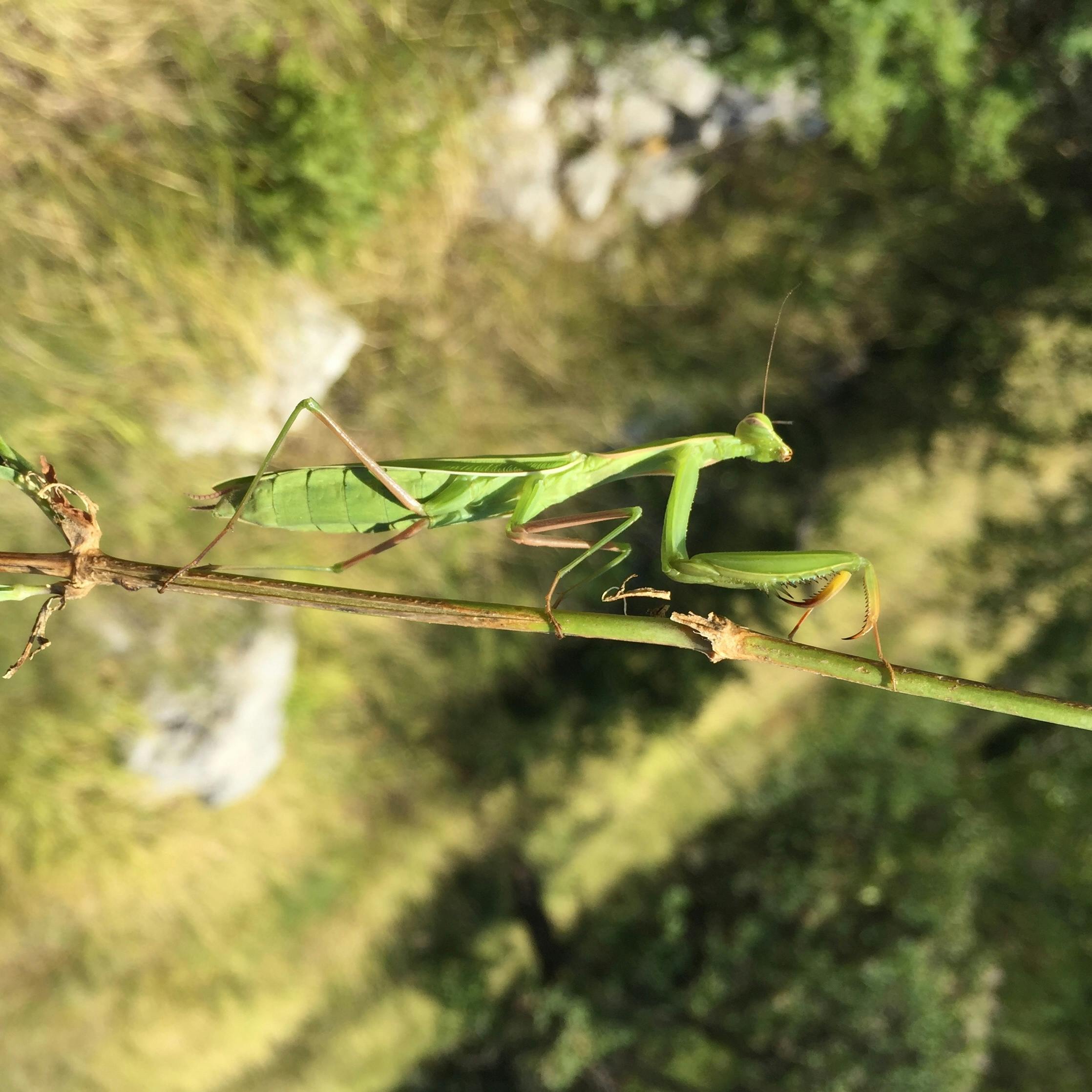 Free stock photo of green, nature, praying mantis