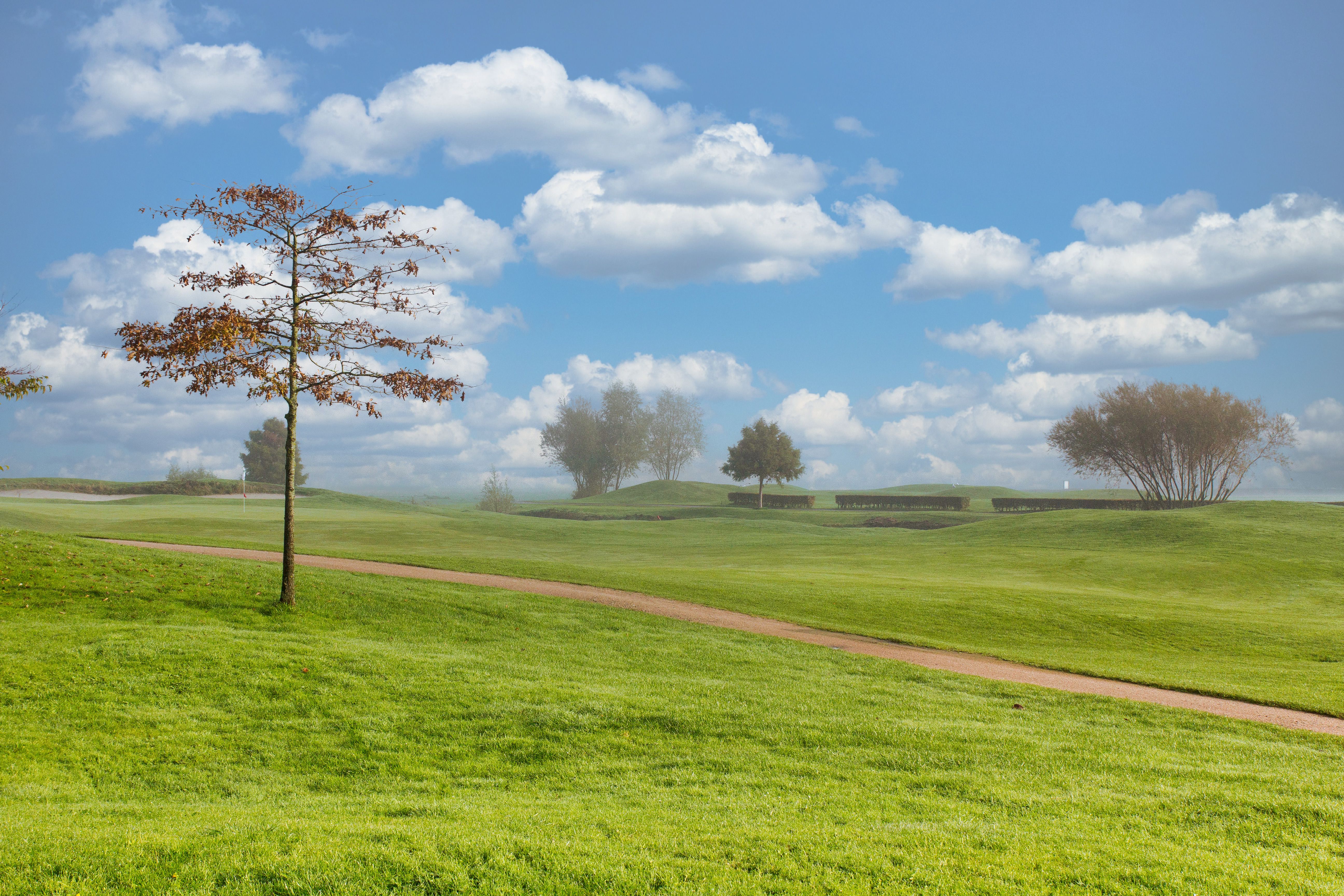 Green Grass Field with Trees Under Blue Sky and White Clouds · Free ...