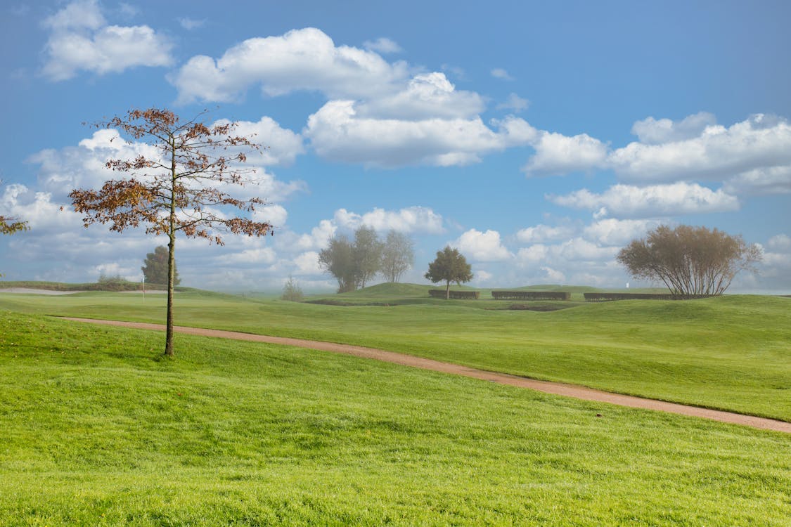 Green Grass Field with Trees Under Blue Sky and White Clouds