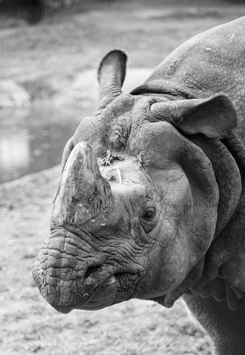 Grayscale Photography of Elephant