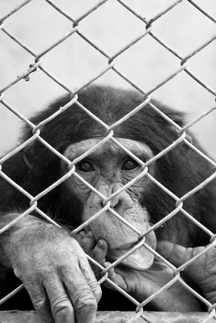 Monkey In Cage Grayscale Photography