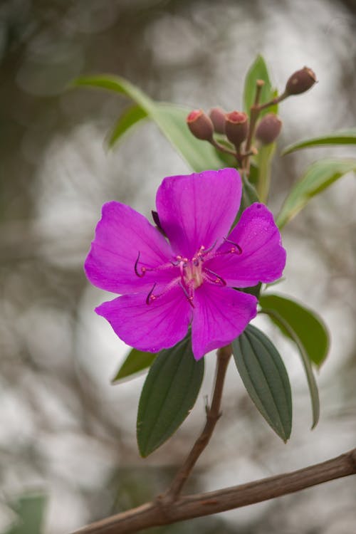 Close-Up Shot of a Purple Flower