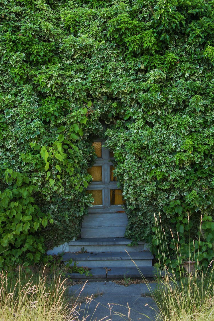 Entrée Caché Dans Les Plantes