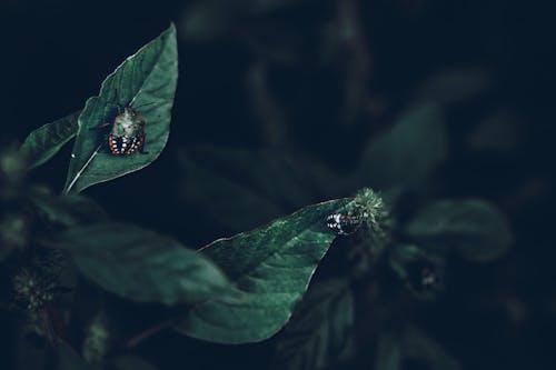 무료 두 잎에 두 개의 작은 벌레 스톡 사진
