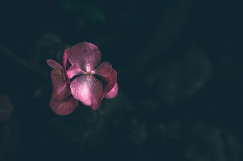 Kostnadsfri bild av blomfotografi, blomning, flora