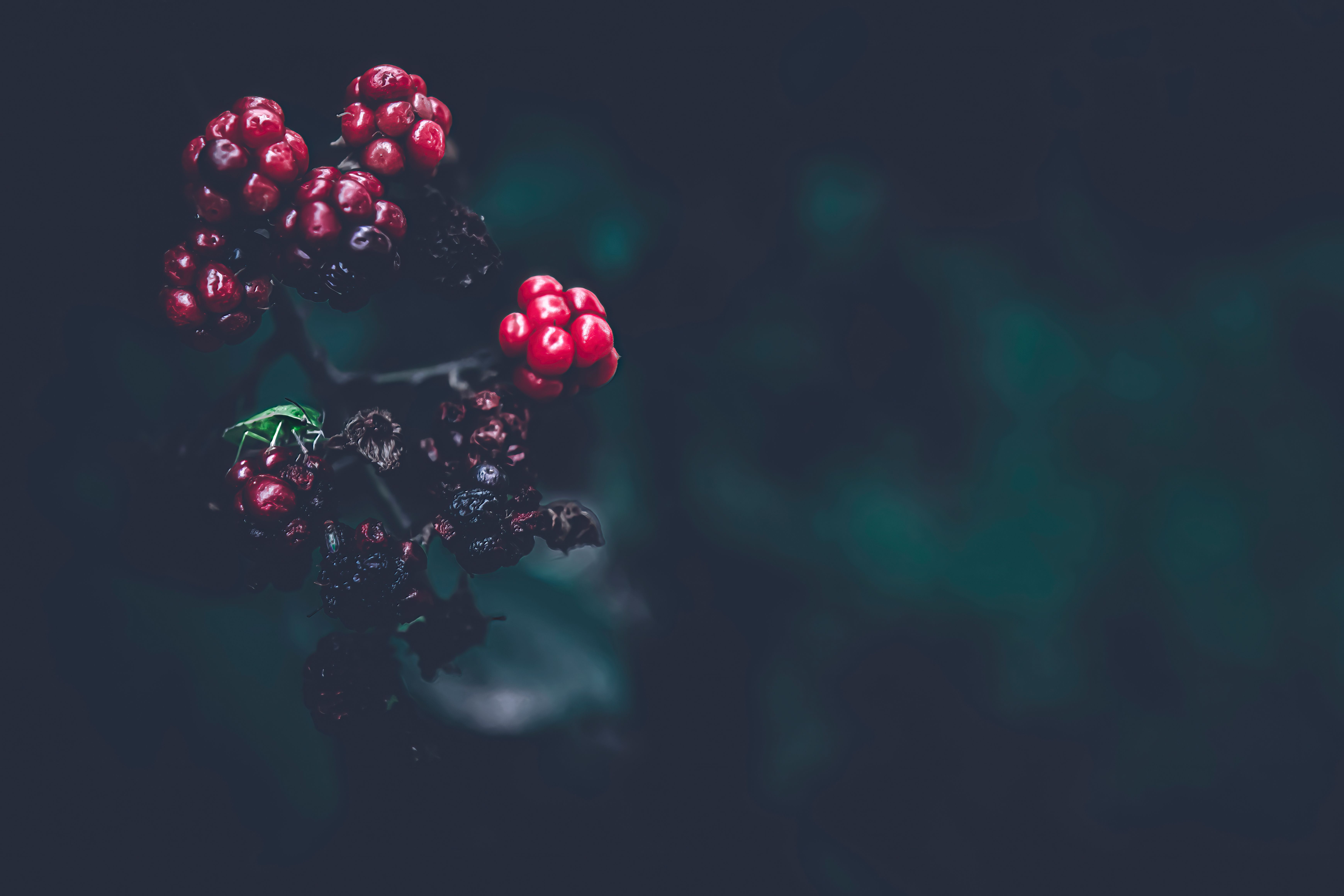 Close-up of ripe and overripe berries on a twig with a dark moody background.