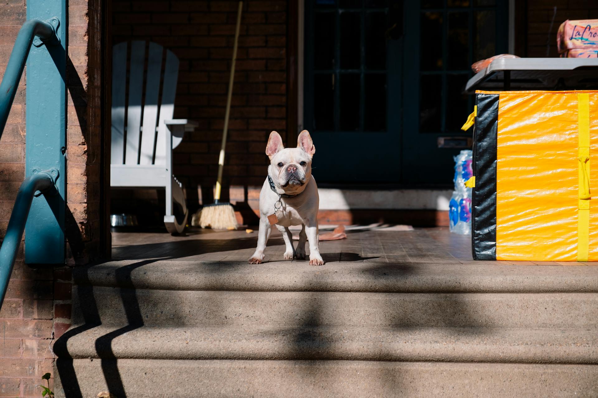 Vit korthårig liten hund på verandan