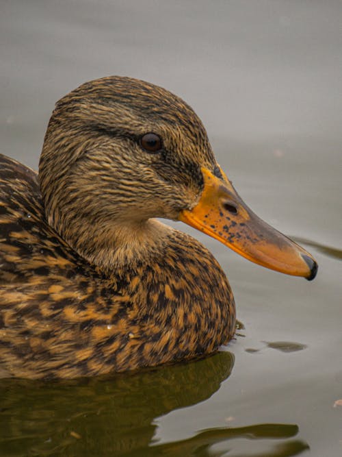 Brown Duck on Water
