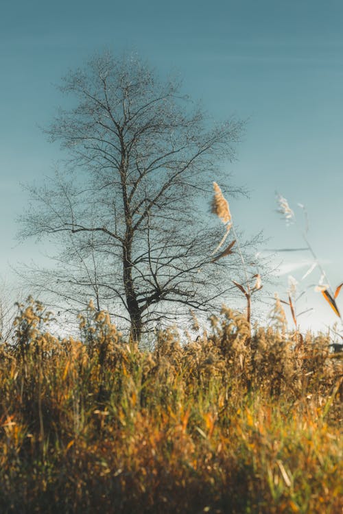 Foto d'estoc gratuïta de arbre nu, arbre sense fulles, camp