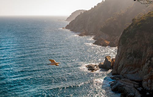 White Bird Flying Over the Sea