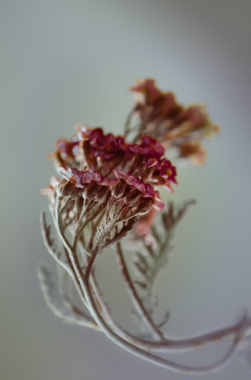 꽃, 꽃잎, 수직 쐈어의 무료 스톡 사진