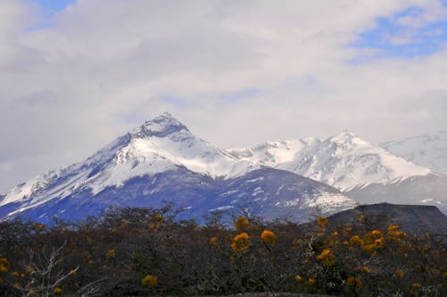 Foto profissional grátis de árvores, céu nublado, flores