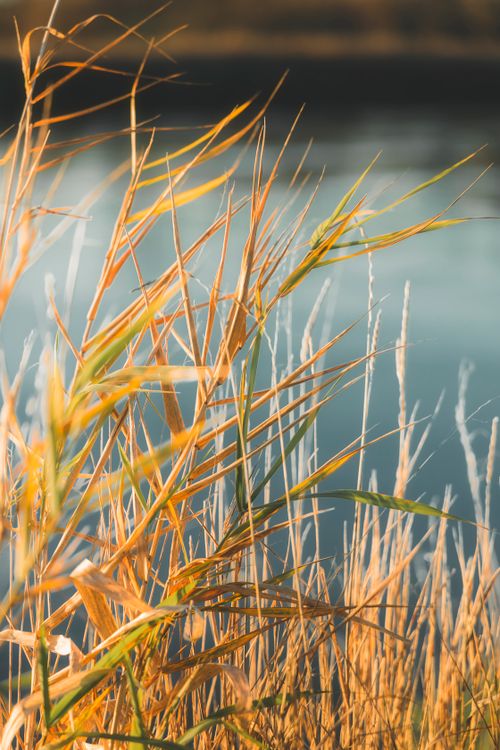 Free Aesthetic close-up of golden brown grass swaying gently in the breeze by a serene lake. Stock Photo
