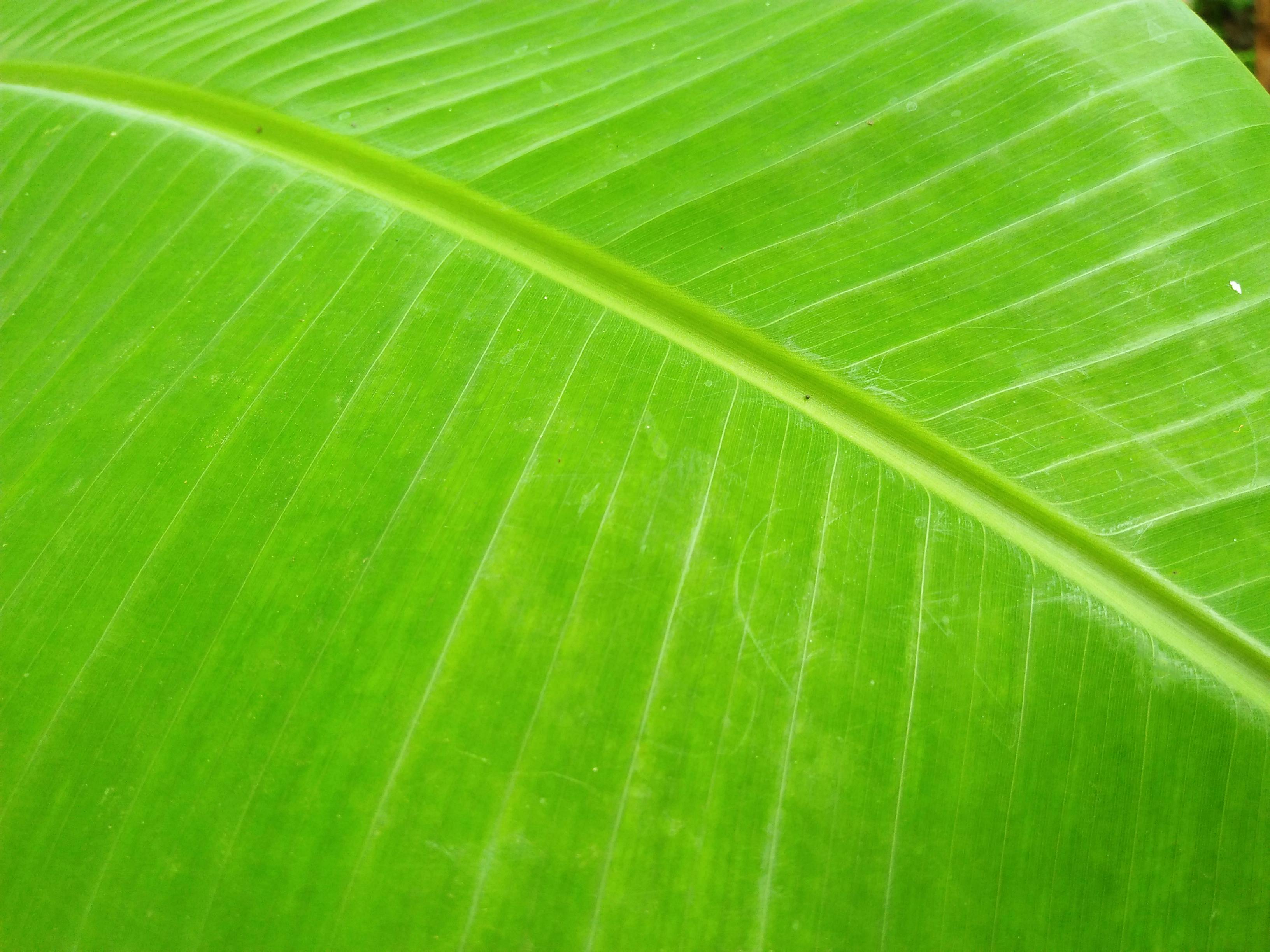 Free stock photo of banana leaf, banana tree, Big leaf