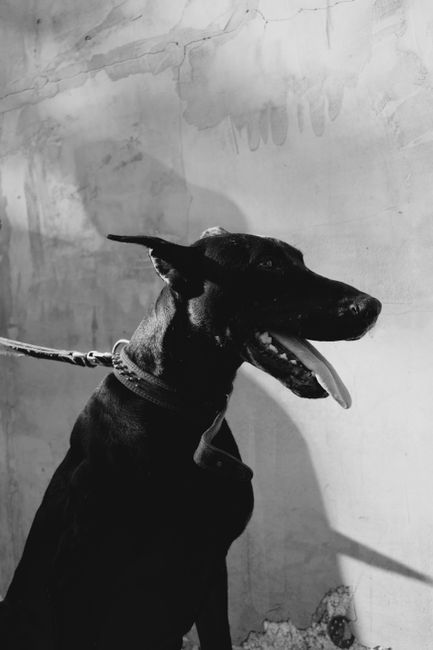 Gentle Yet Effective: Understanding the Benefits for Your Dog's Coat