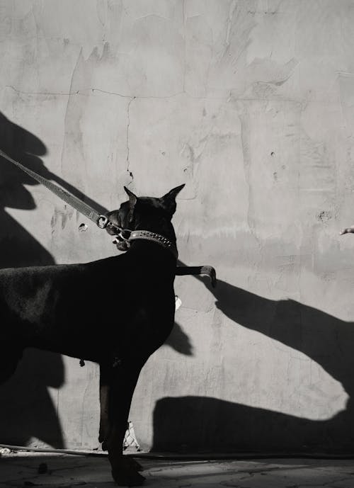 Бесплатное стоковое фото с black amp white, bw, doberman