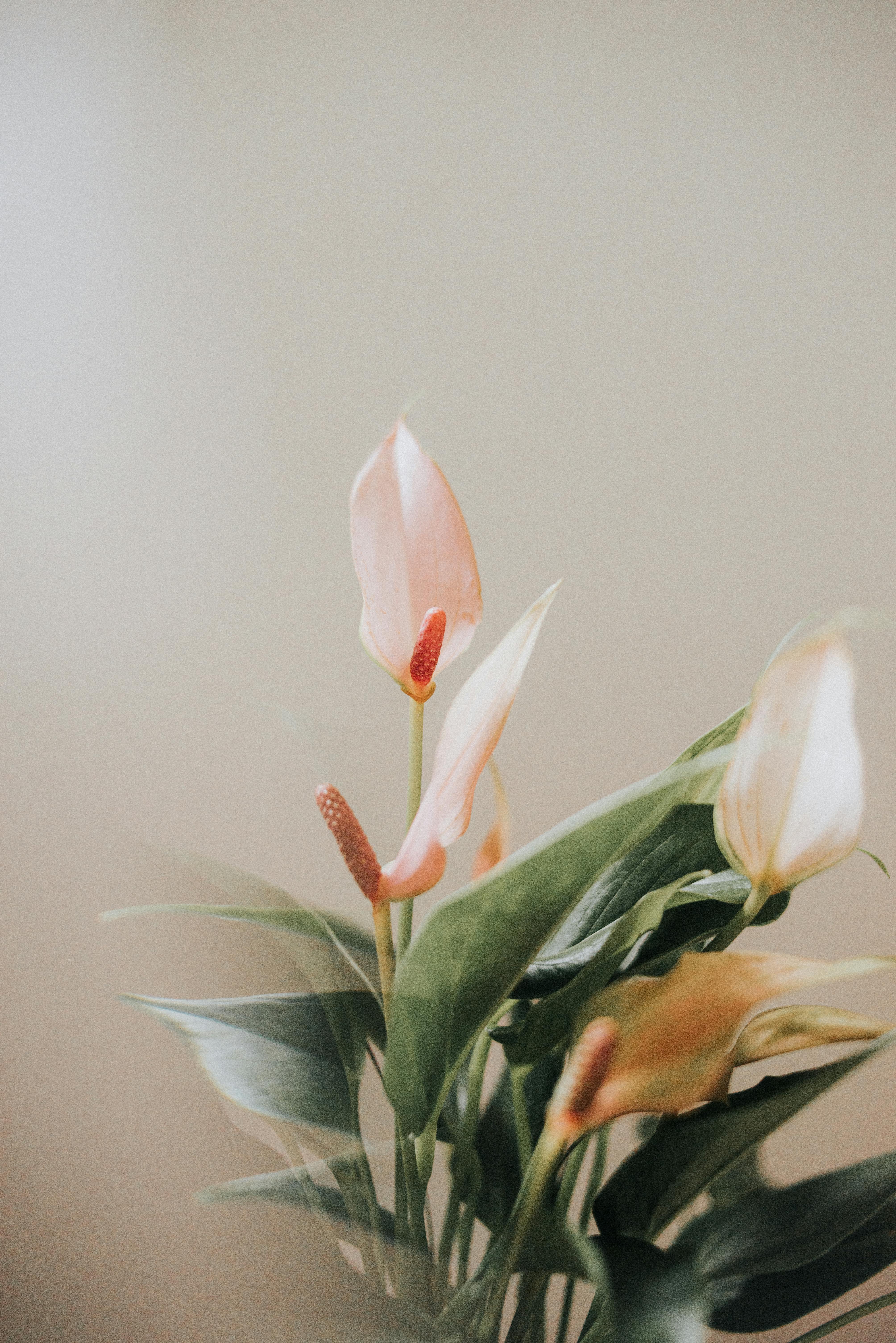 A soft and neutral-toned close-up of peach Anthurium flowers with lush green leaves, offering a serene floral view.