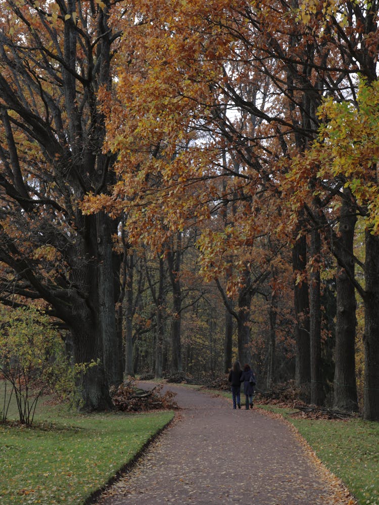 People Walking At The Park