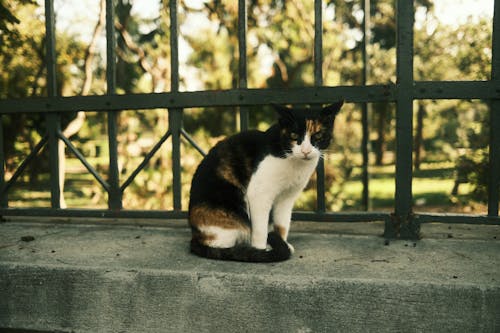 Cat Sitting near Fence Outdoors