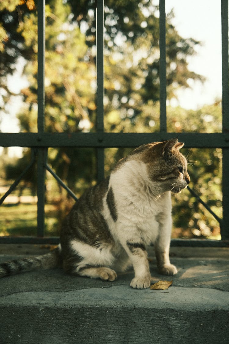 Cat Near Fence In Park