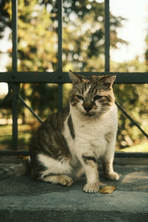 Free Adorable cat sitting by a fence in a sunlit park, showcasing its natural beauty. Stock Photo
